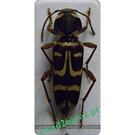 Xylotrechus arvicola A.G. Olivier, 1795 Drzeworadek wzorzysty
